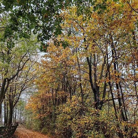 Nana Gornji Milanovac